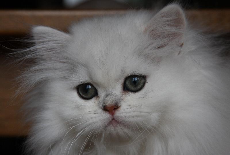 Pearl
