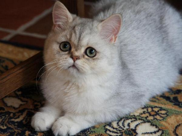 Queentesse